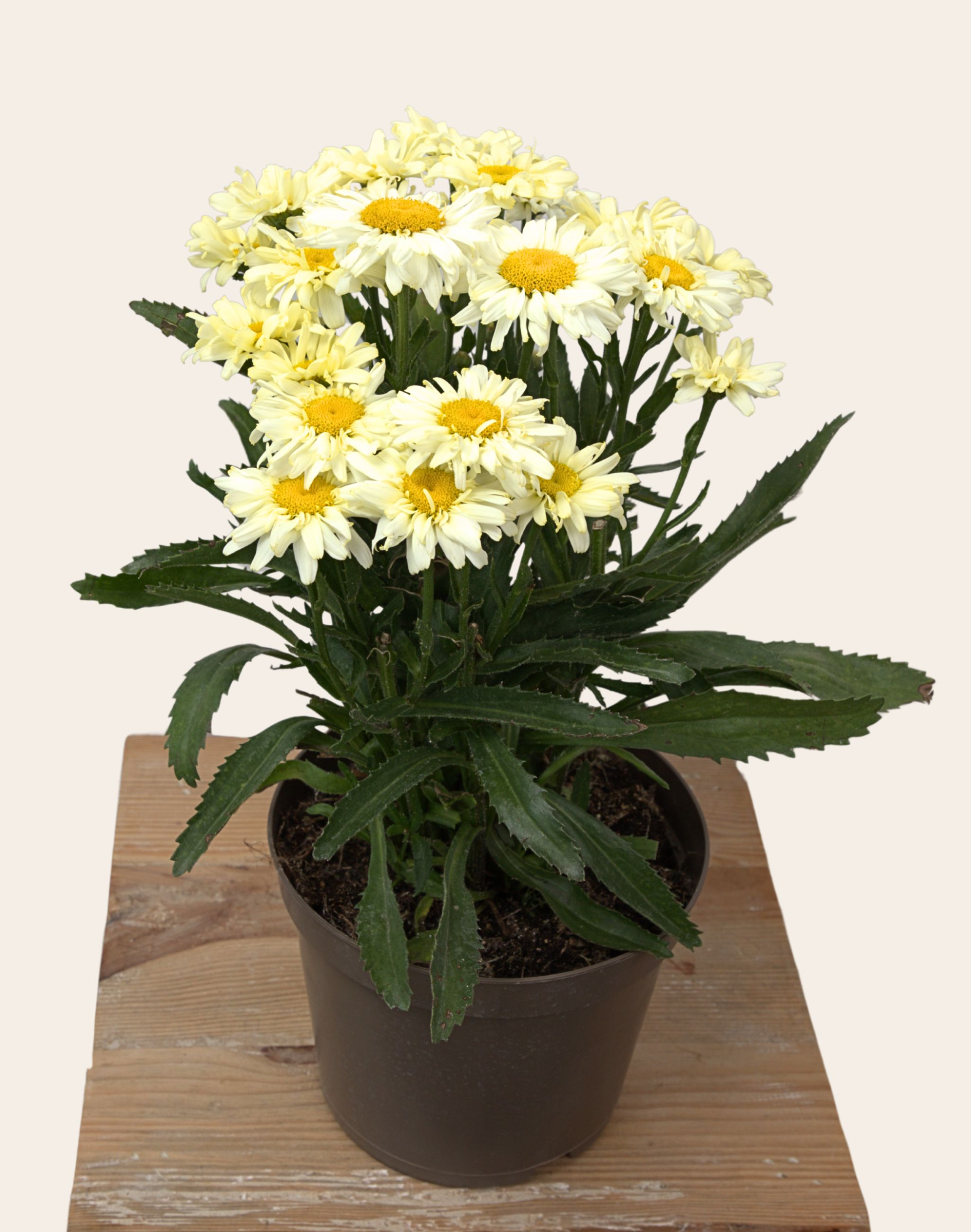 Marguerites en pot