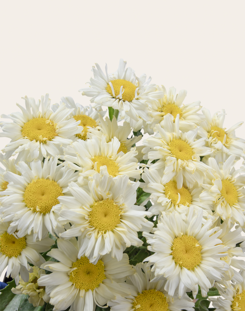 Marguerites en pot