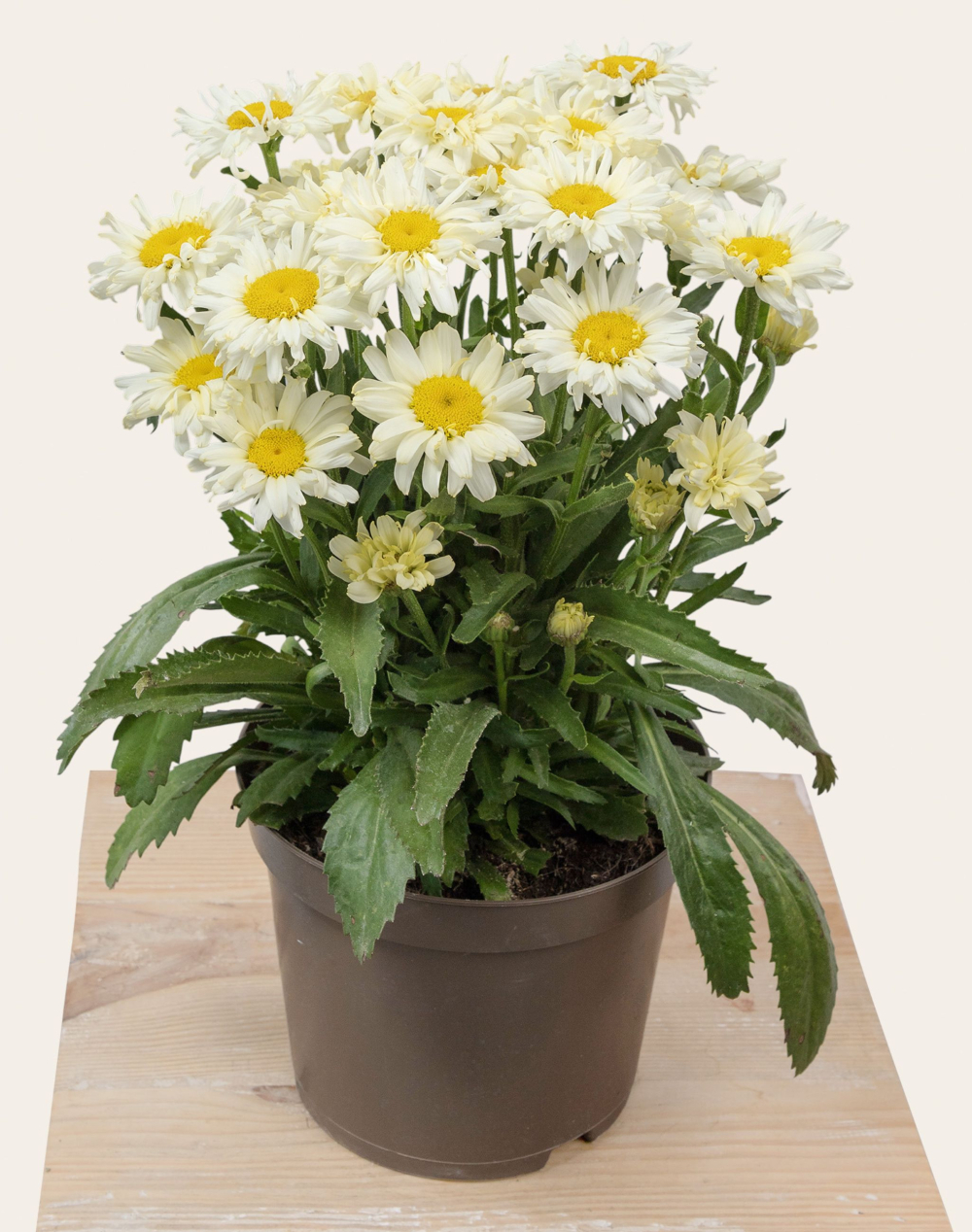 Marguerites en pot