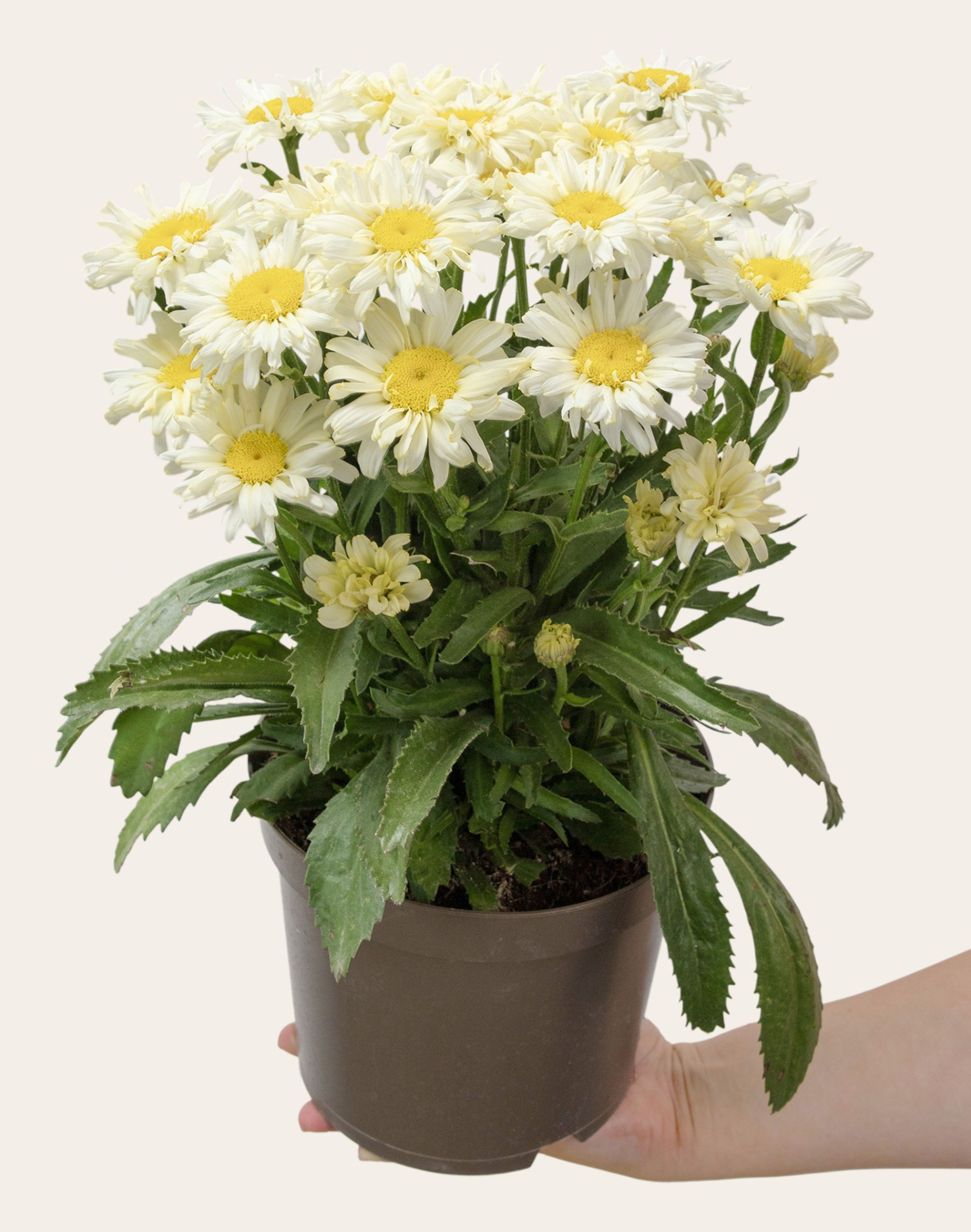 Marguerites en pot