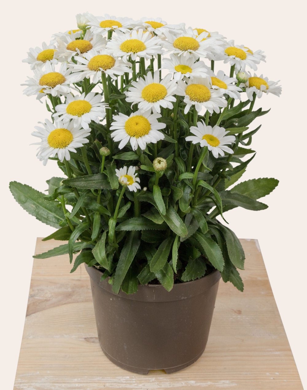 Marguerites en pot