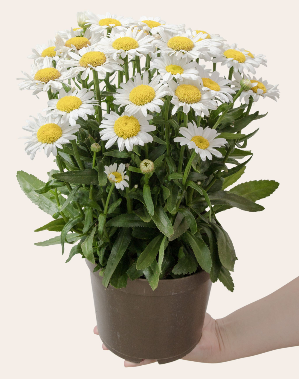 Marguerites en pot
