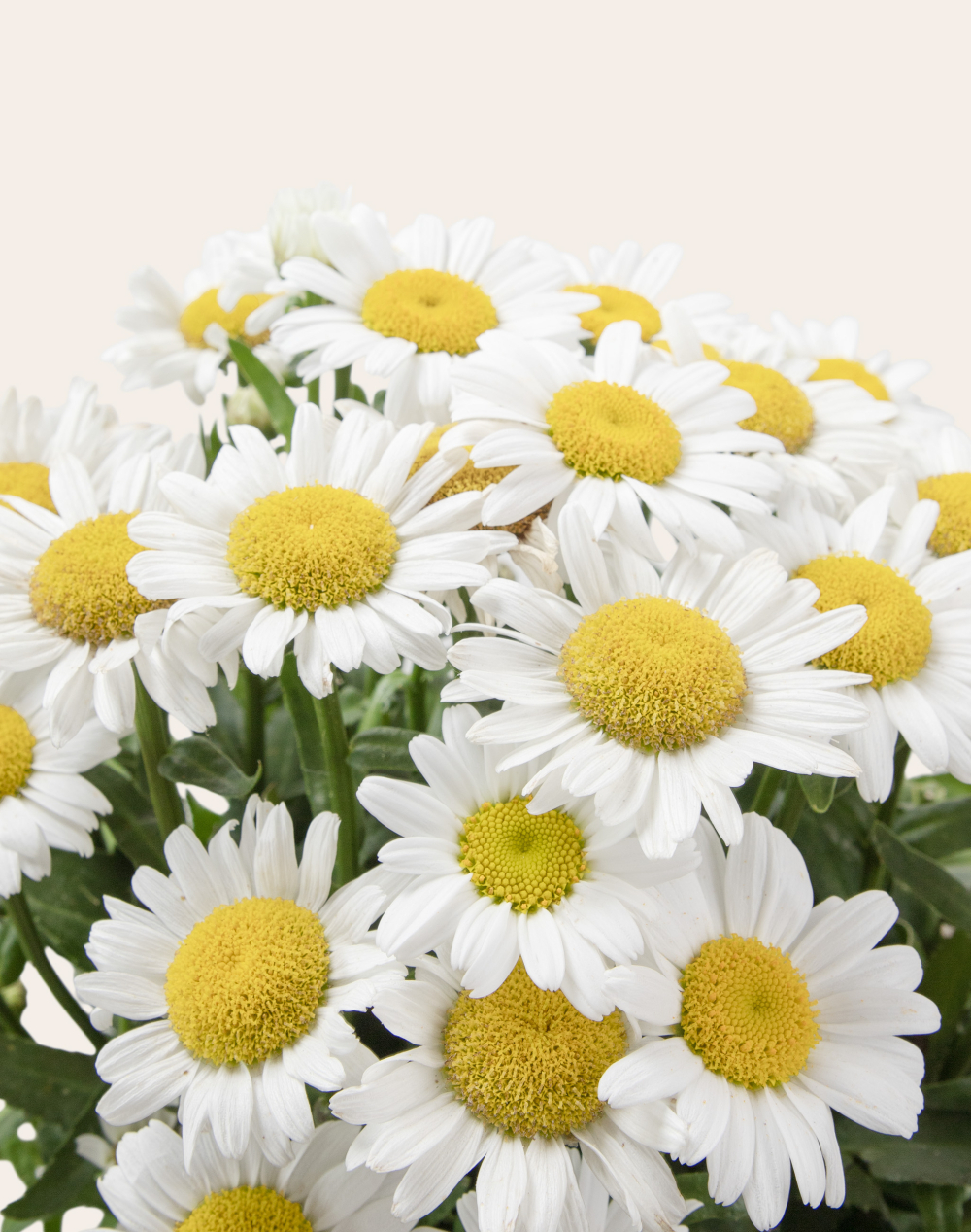 Marguerites en pot