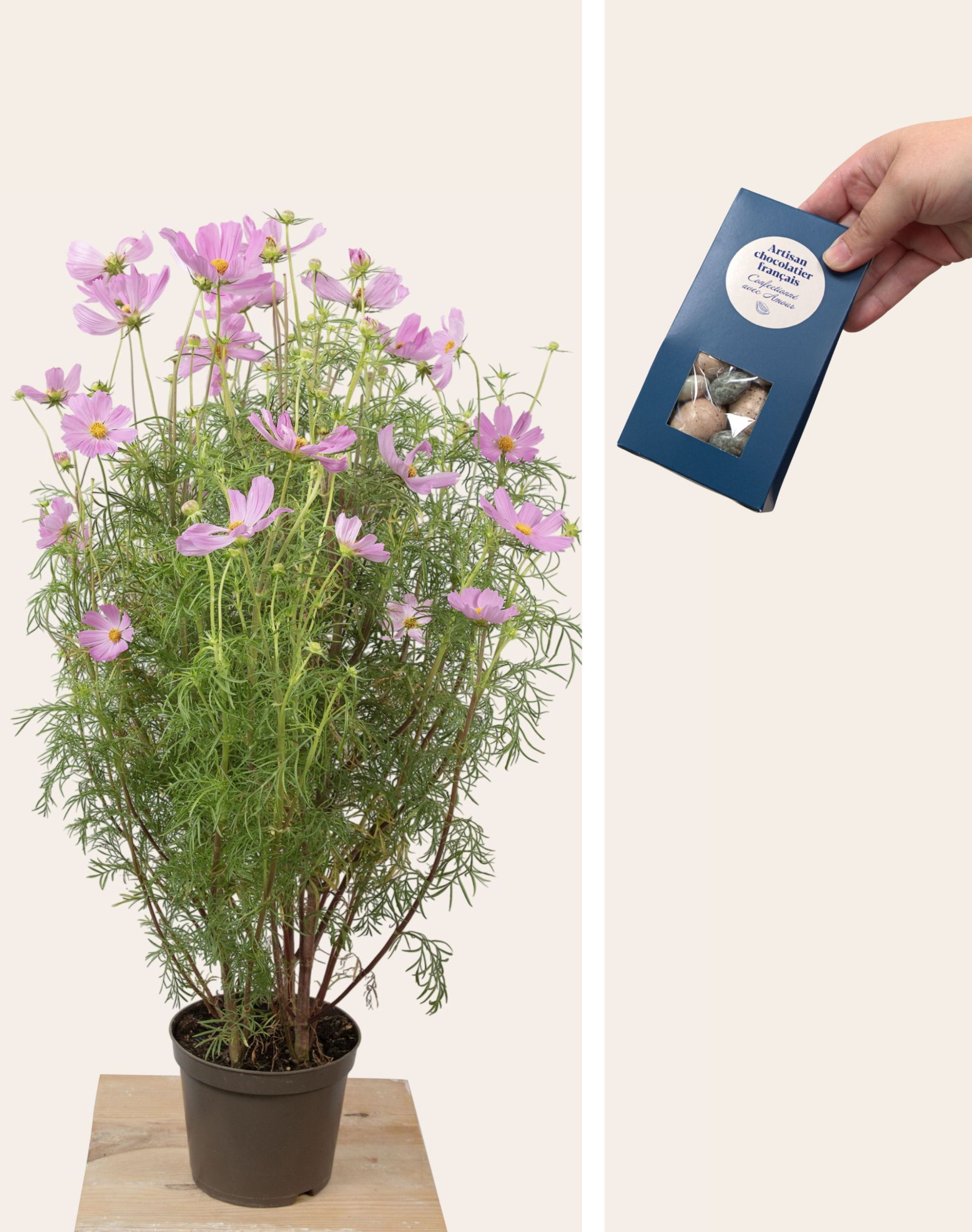 Duo - Cosmos rose et étui chocolats d'été gourmands