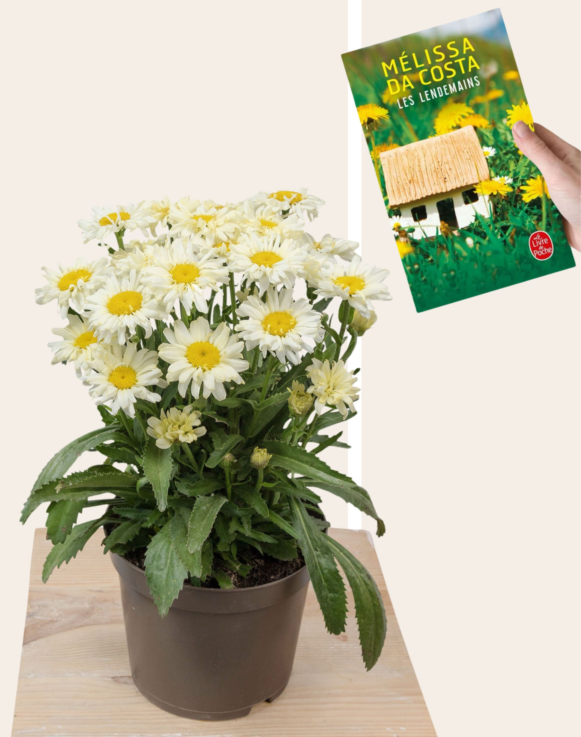Duo - Marguerites et Livre