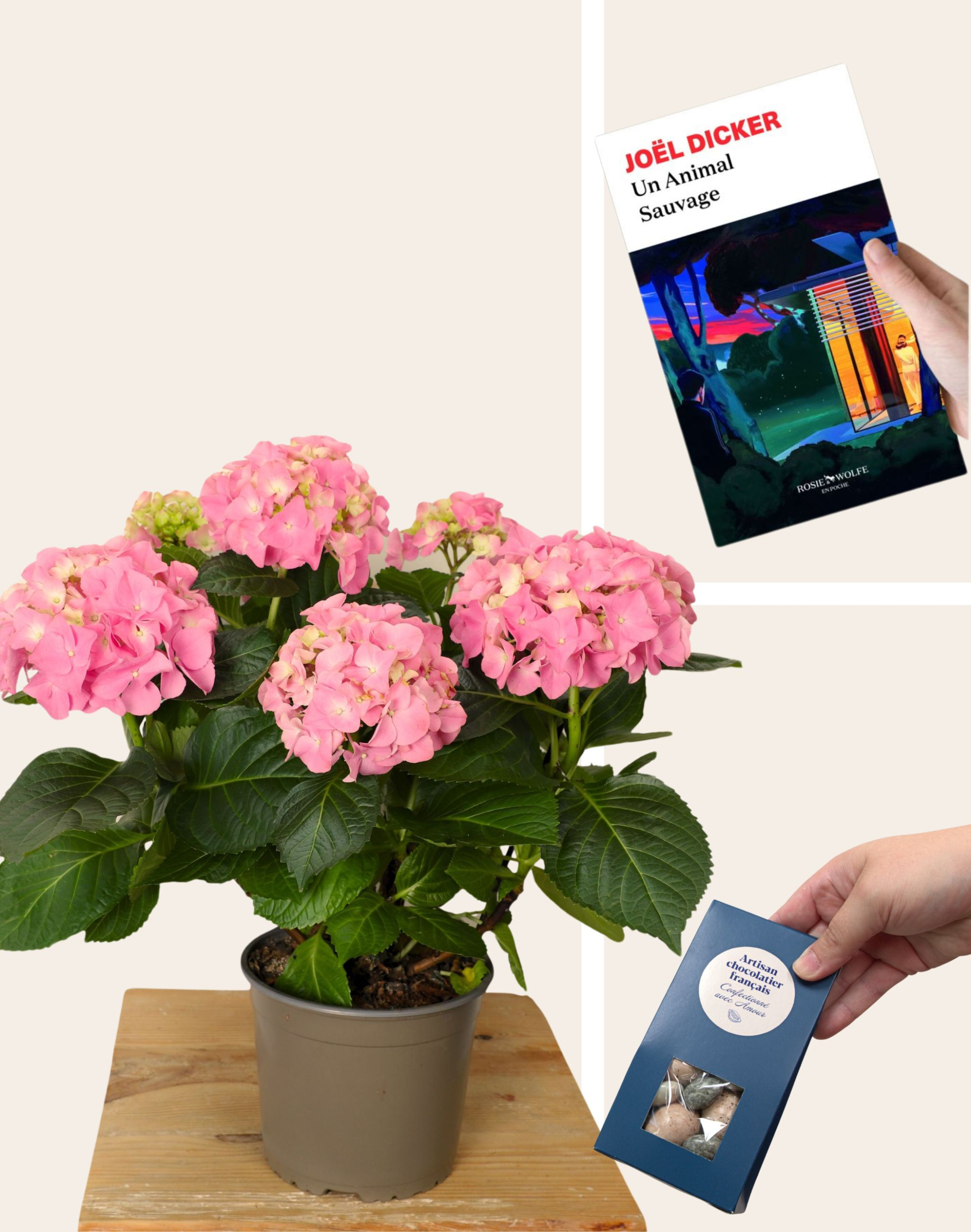 Pack Détente - Hortensia rose