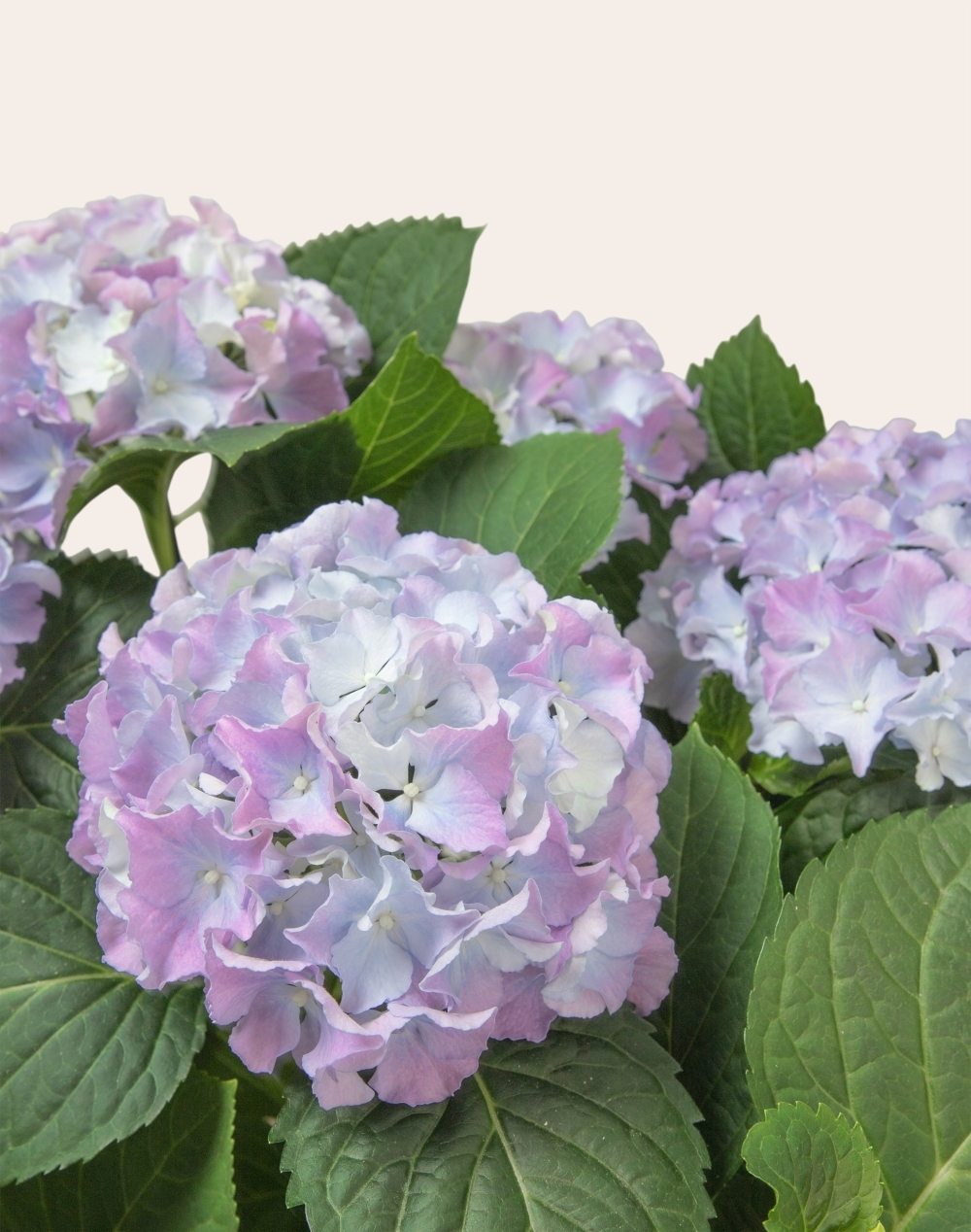 Hortensia parme