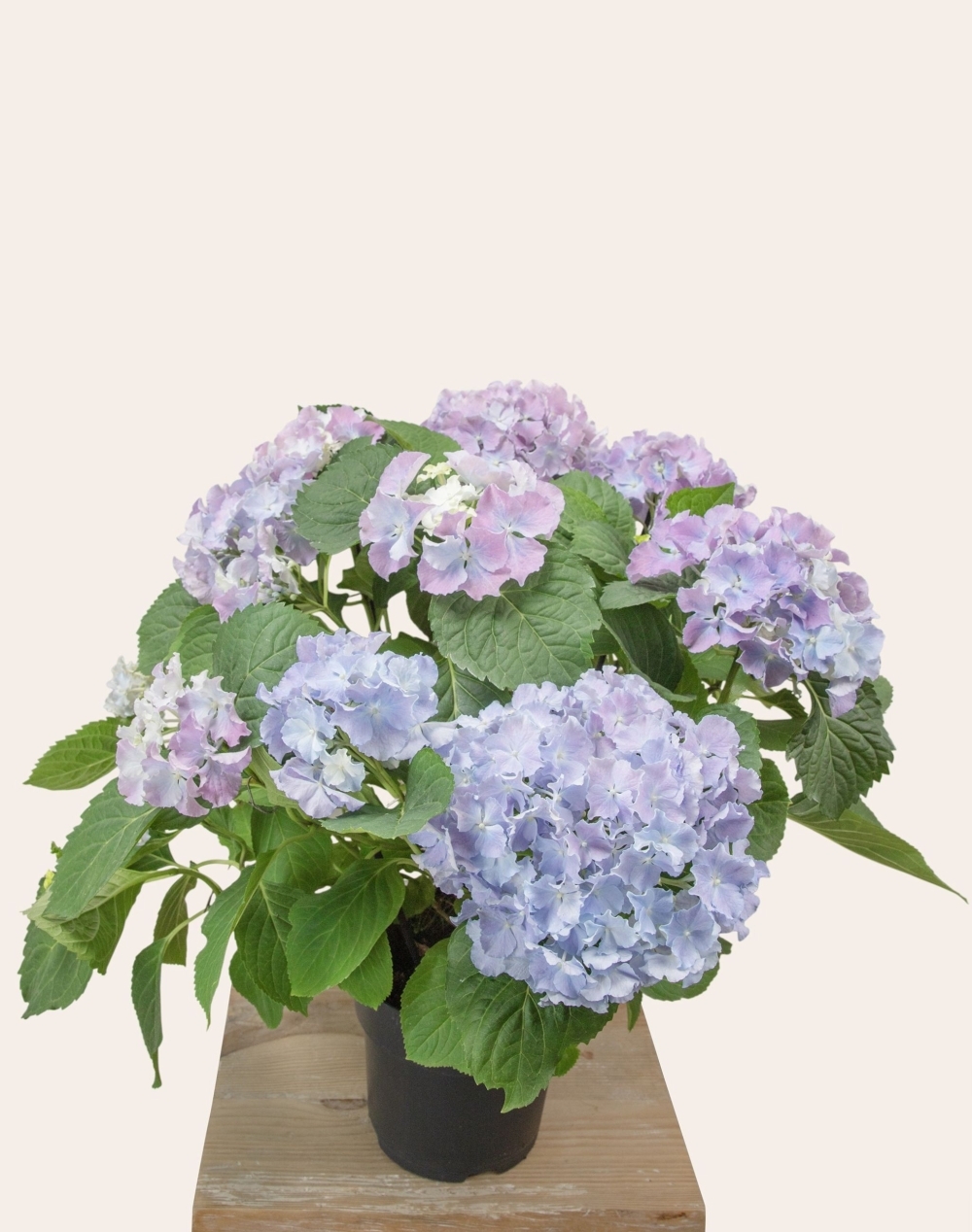 Hortensia parme