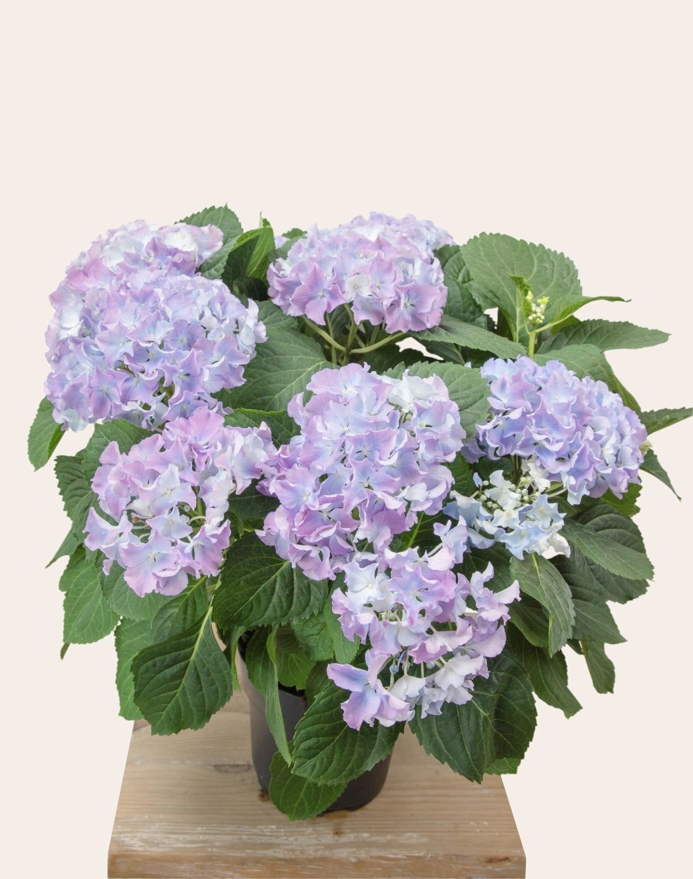 Hortensia parme