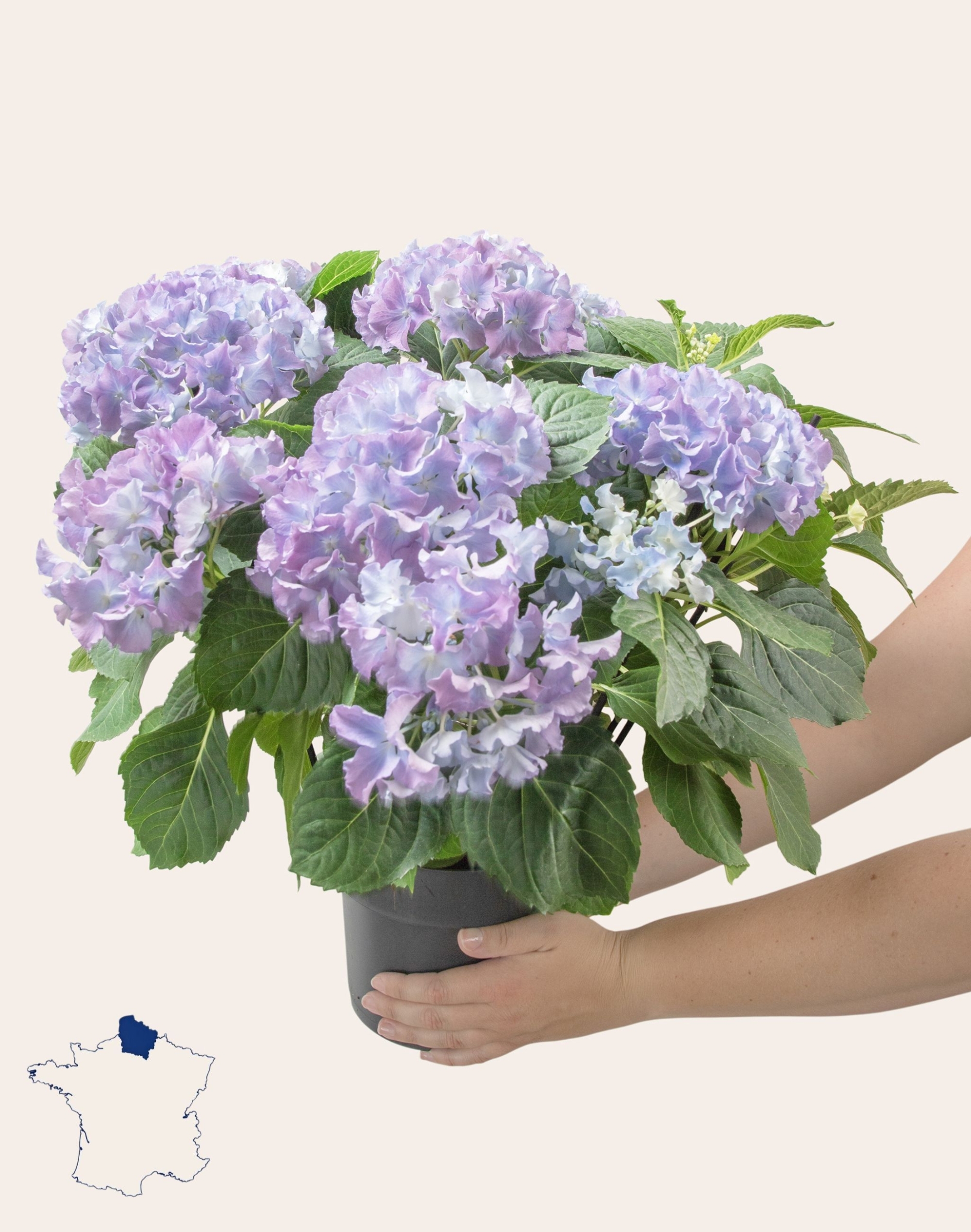 Hortensia parme