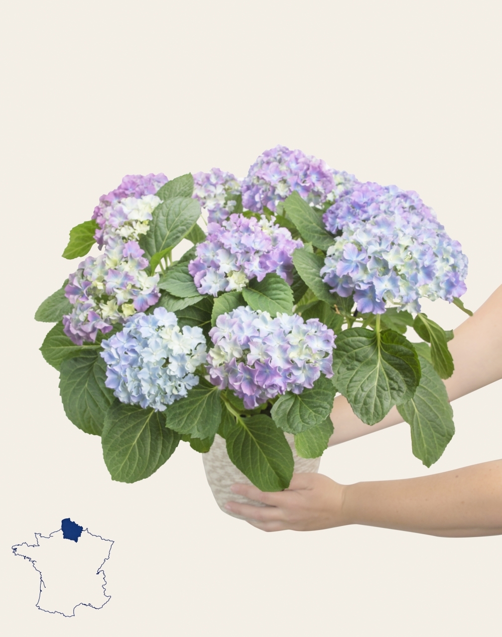 Hortensia parme
