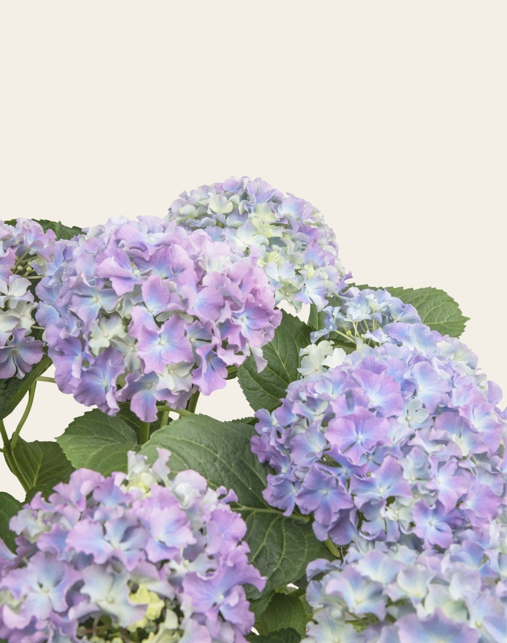Hortensia parme