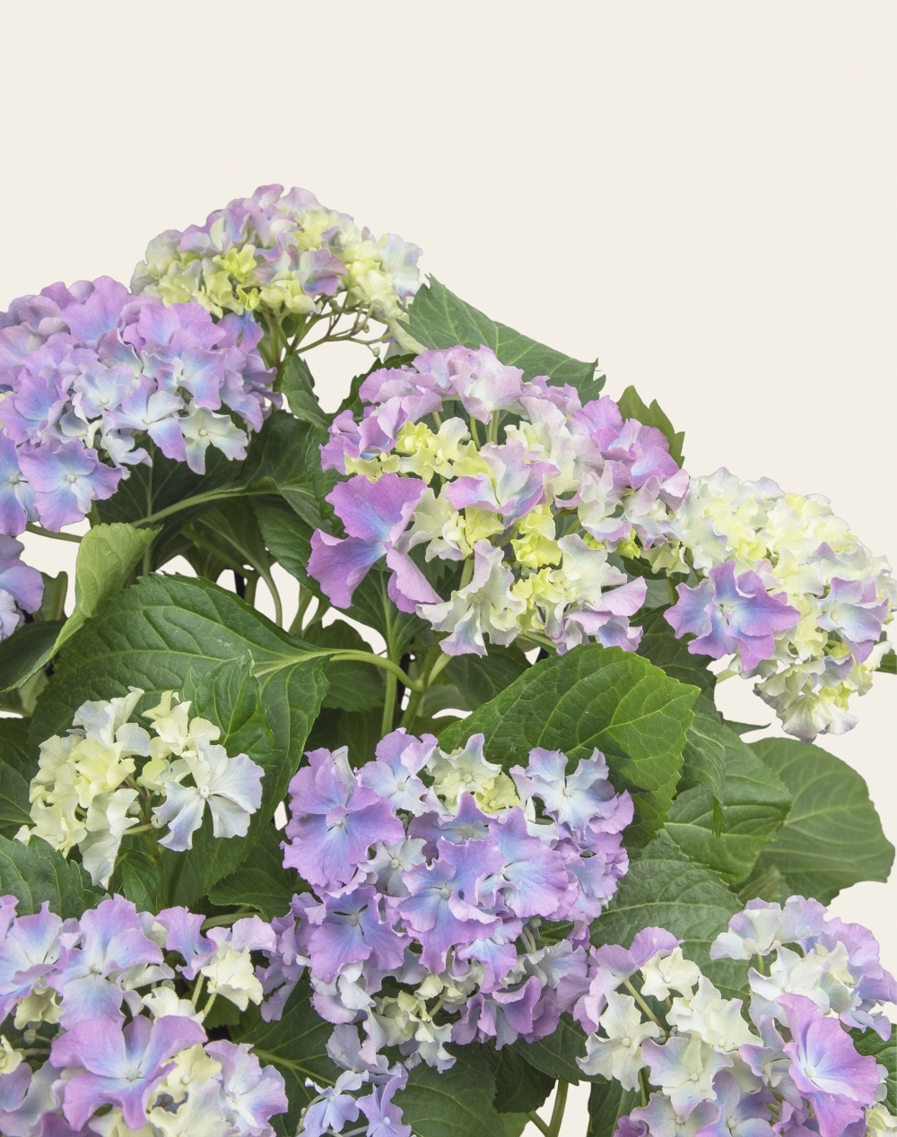 Hortensia parme