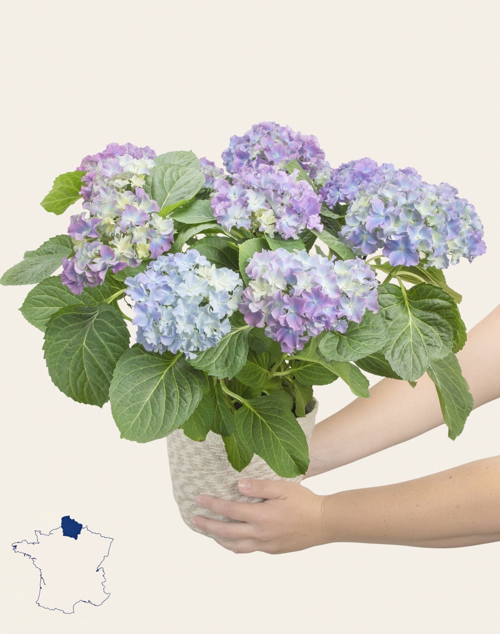 Hortensia parme
