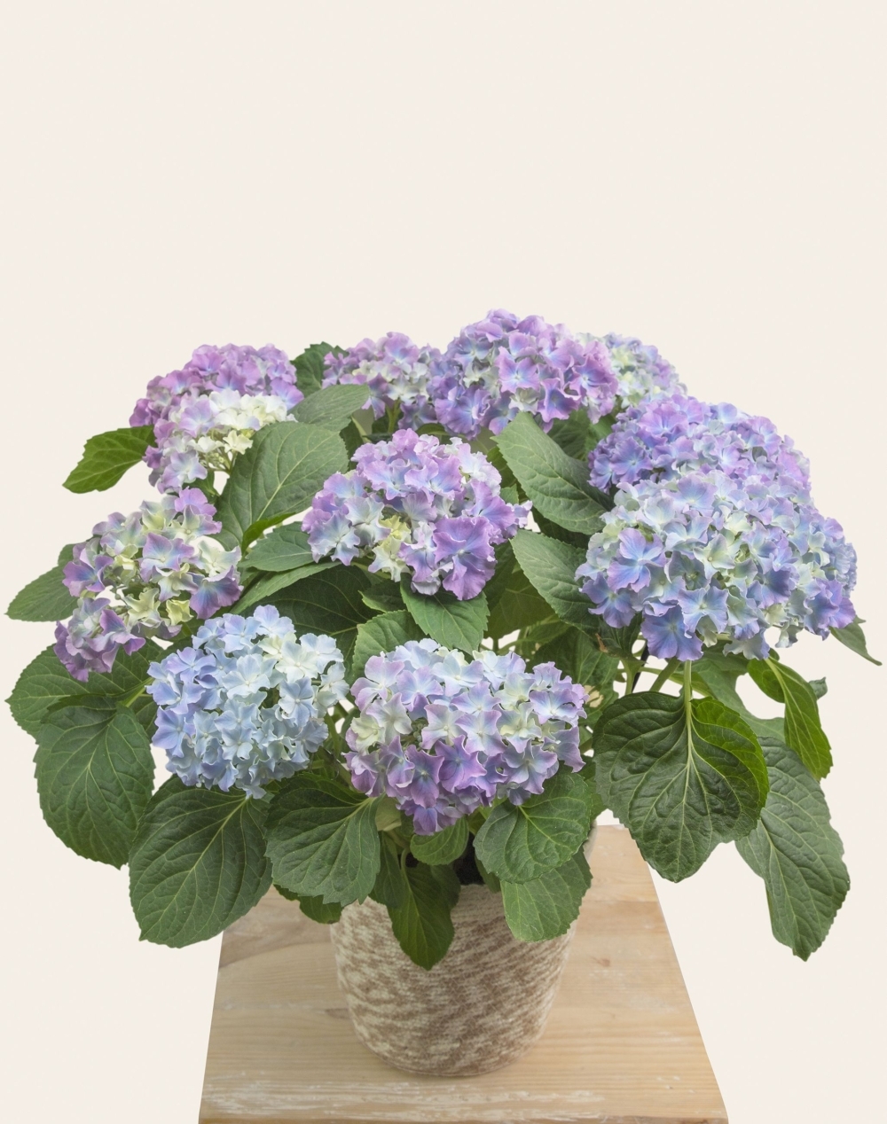 Hortensia parme