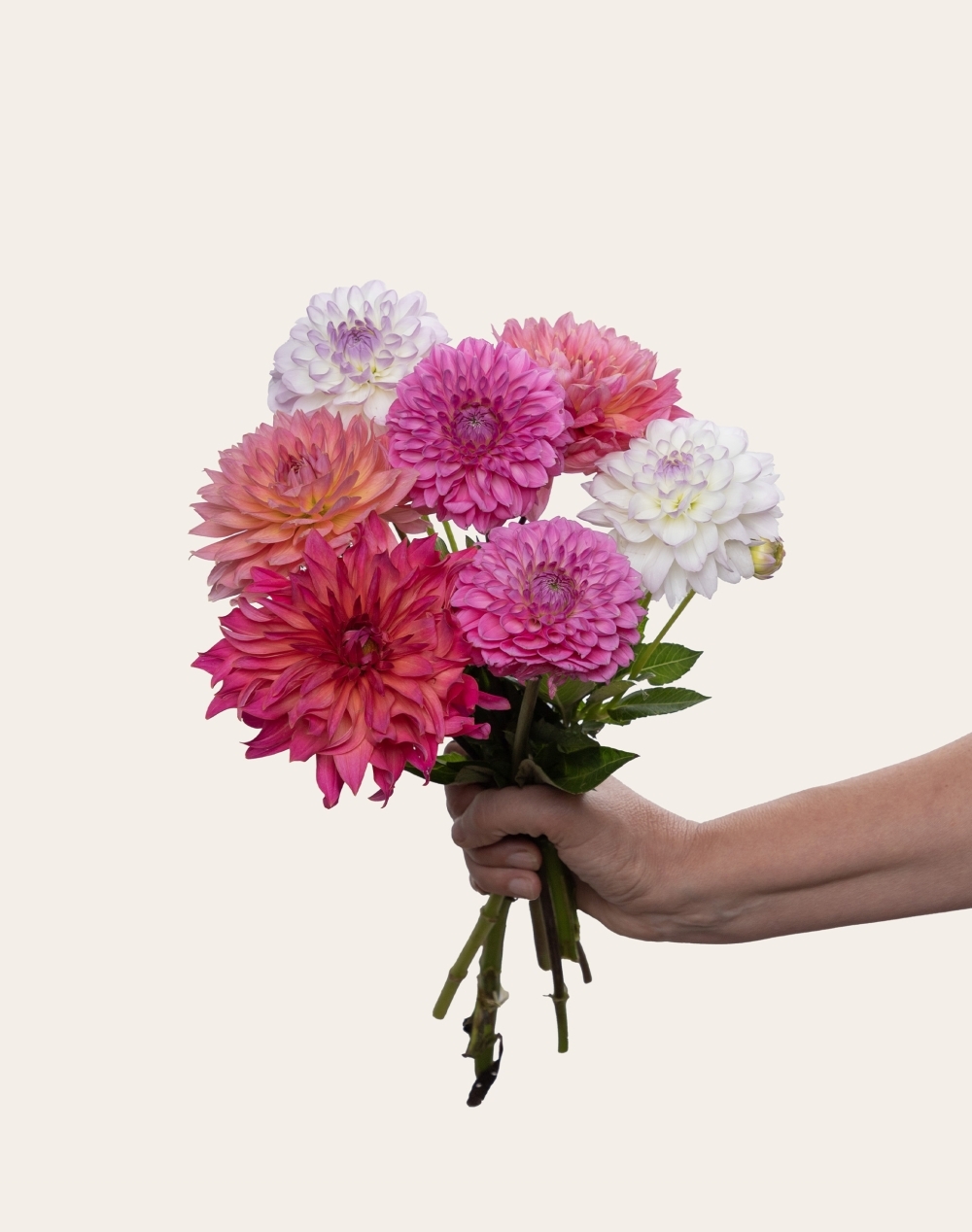 Pack Naissance - Botte surprise de Dahlias