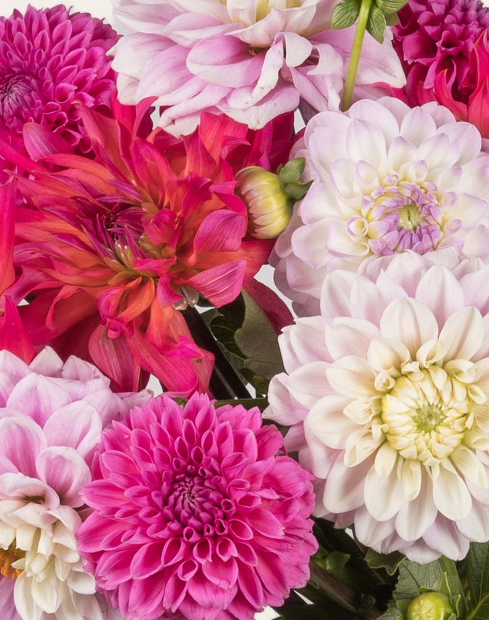 Duo - Botte de Dahlias surprise et sablés