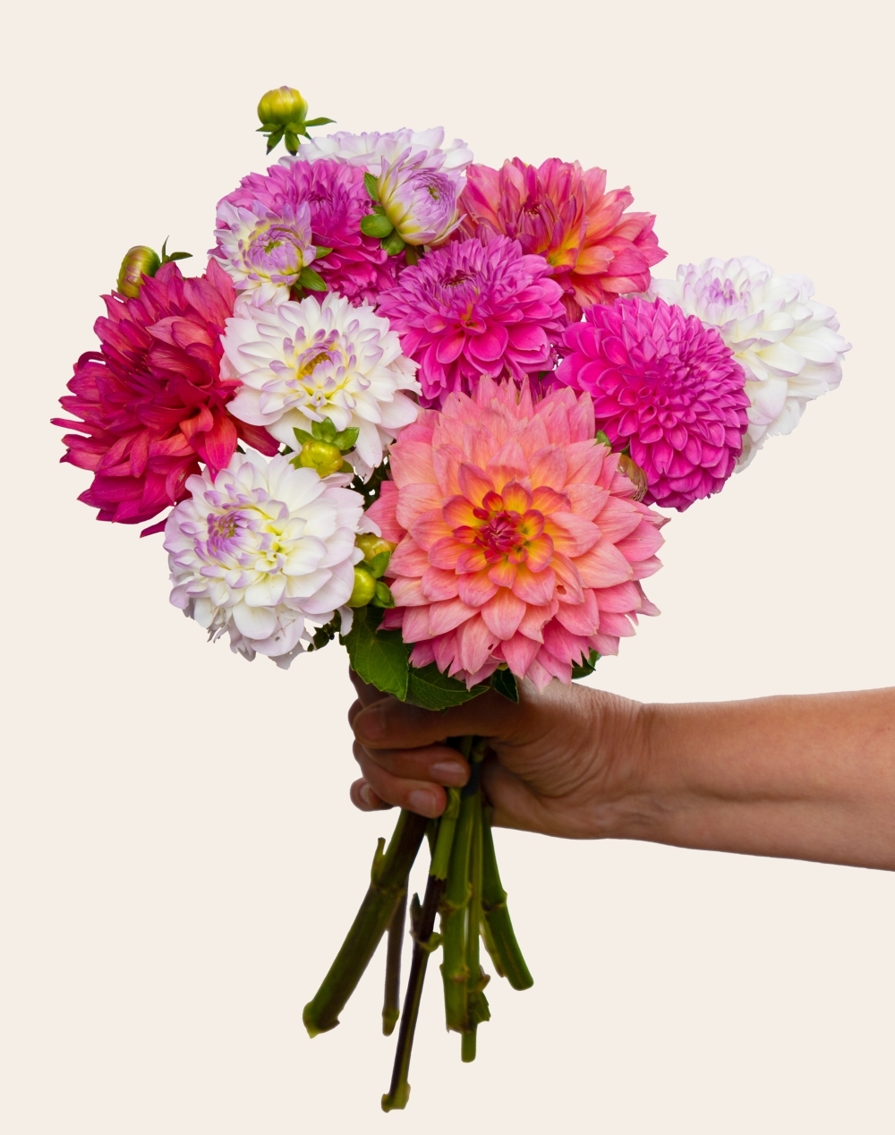 Duo - Botte de Dahlias surprise et sablés