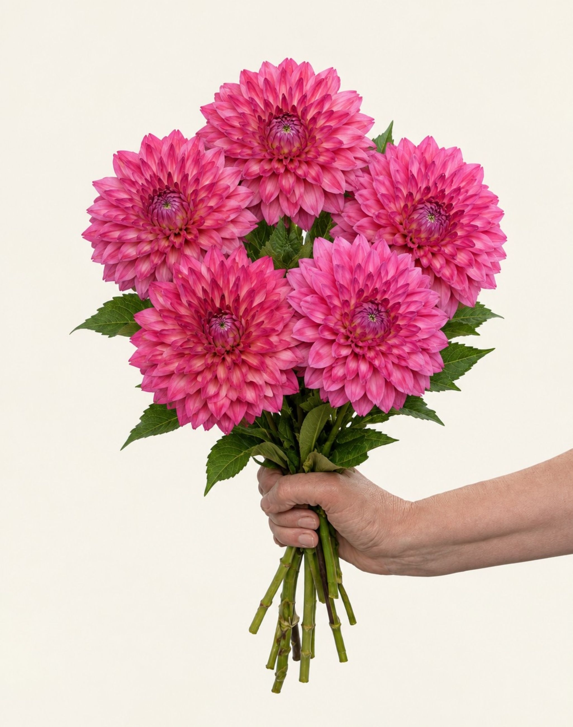 Botte de Dahlias offerte