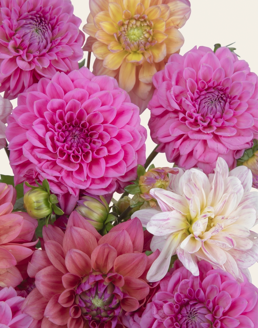 Botte surprise de Dahlias