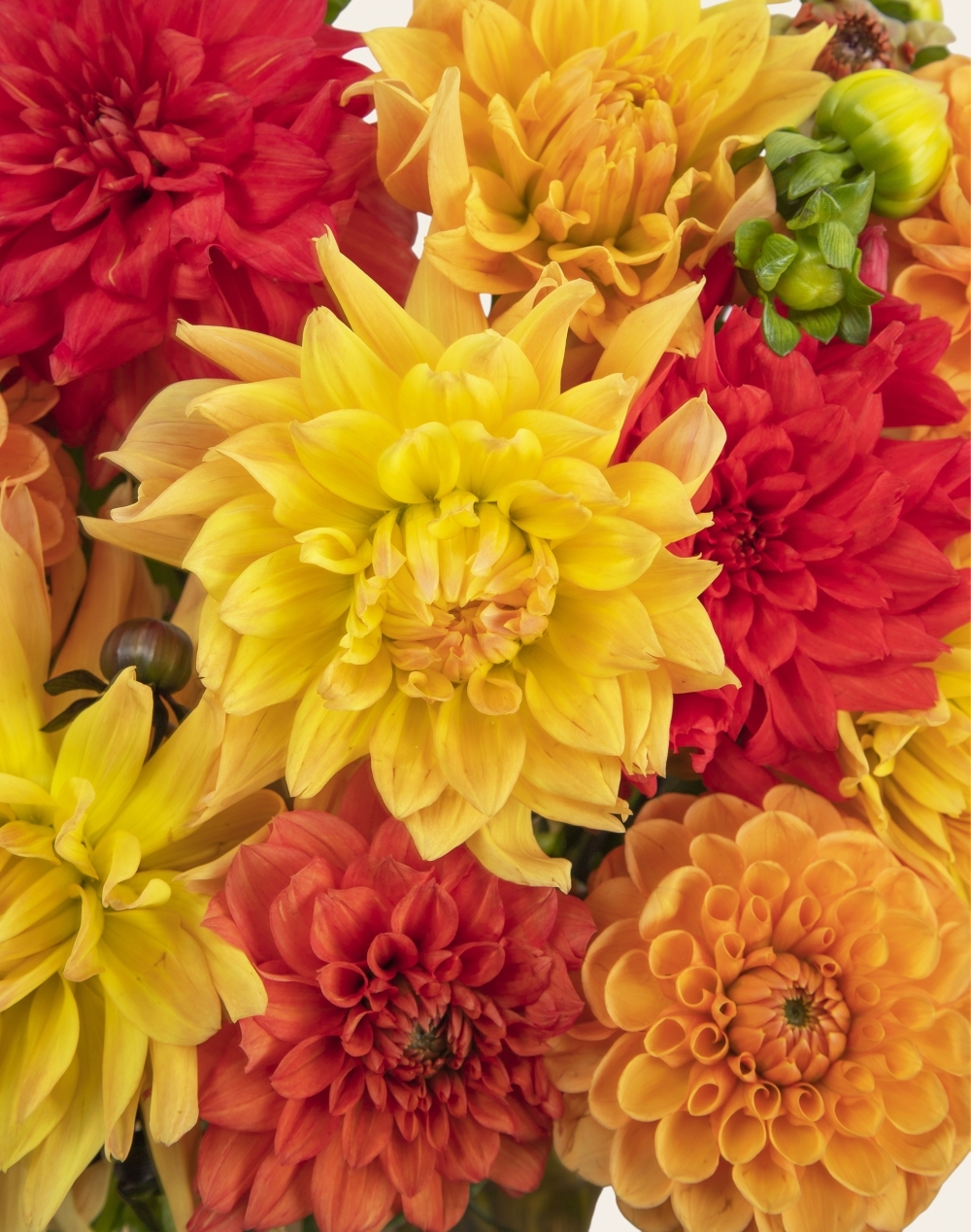 Botte de Dahlias - Couleurs Automnales