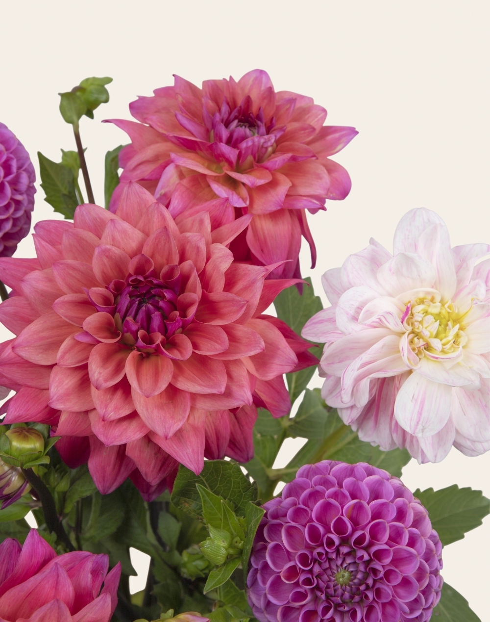 Pack Naissance - Botte surprise de Dahlias