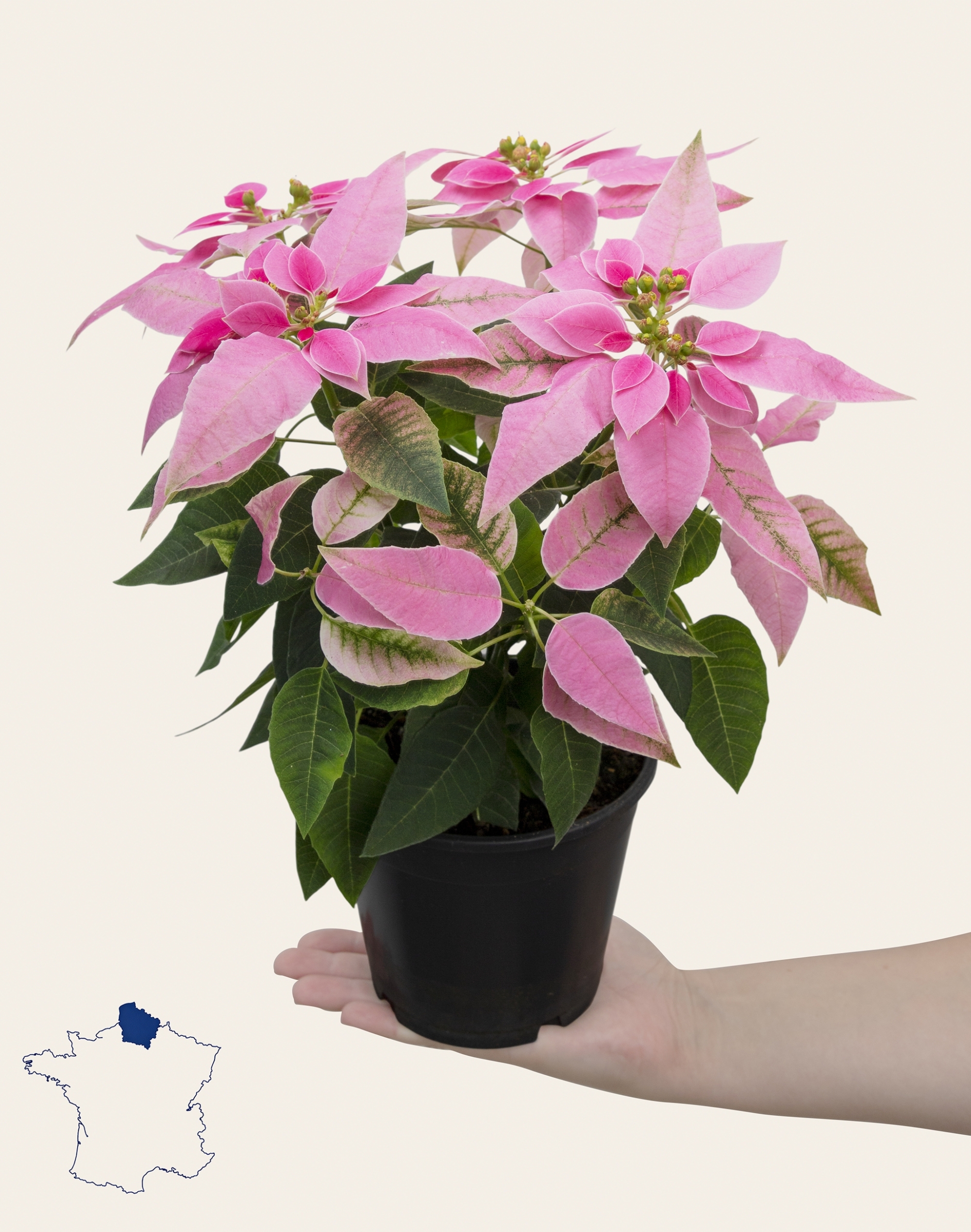 Poinsettia rose