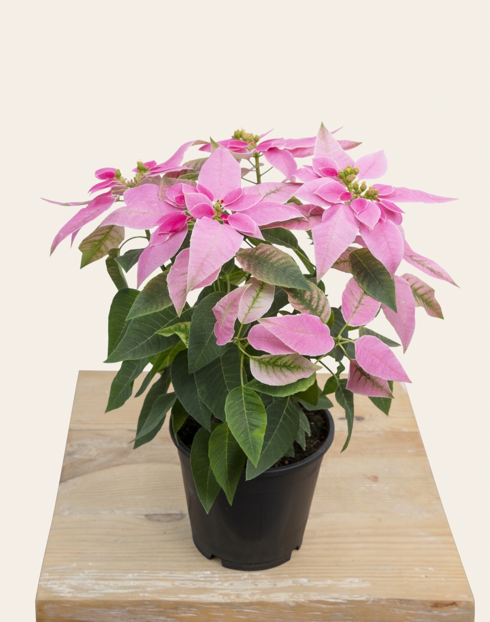 Poinsettia rose