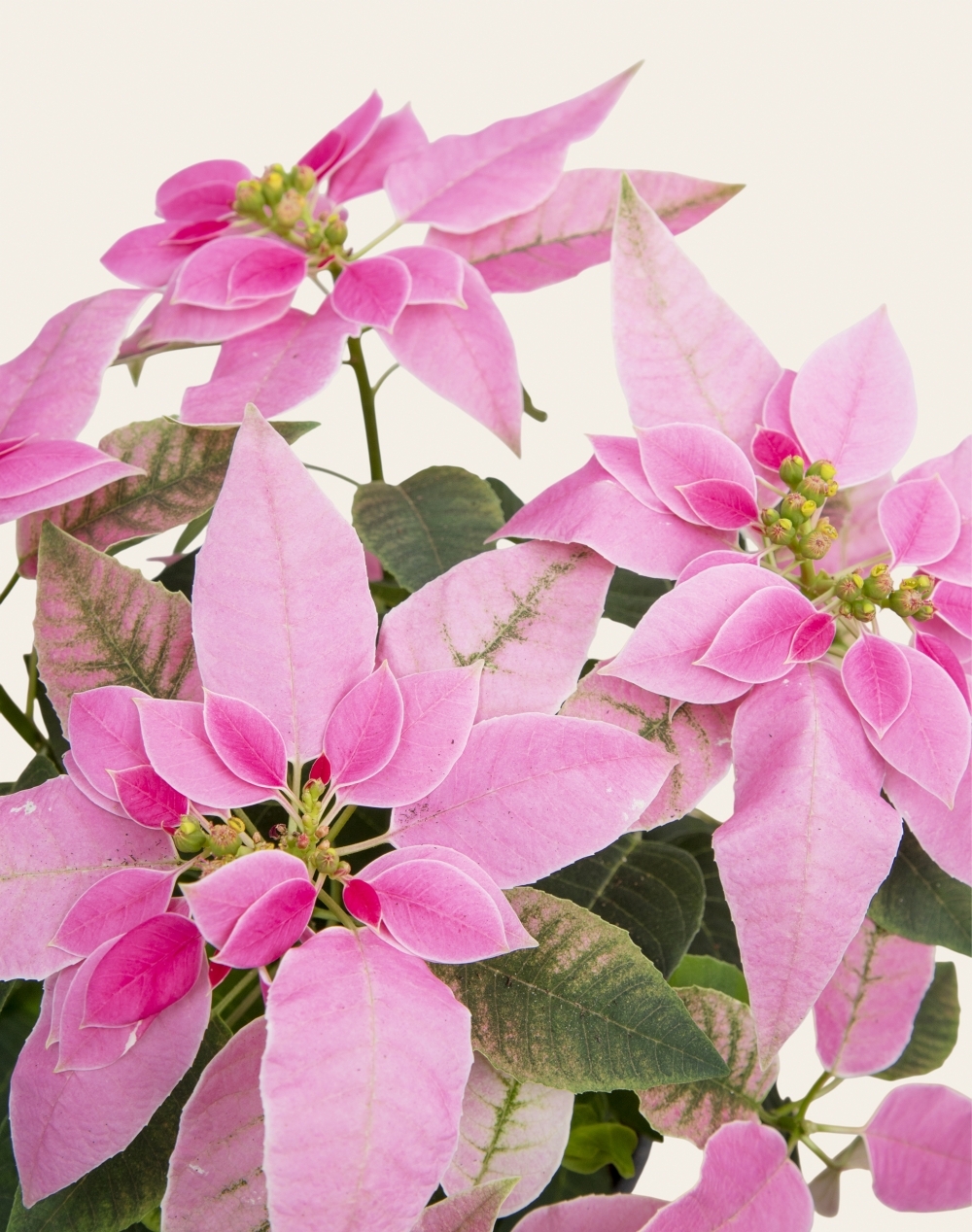Poinsettia rose