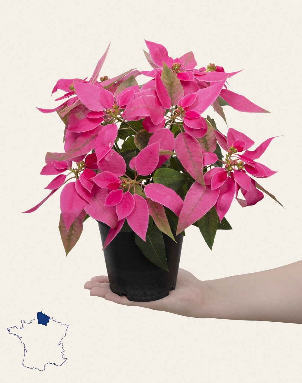 Poinsettia rose