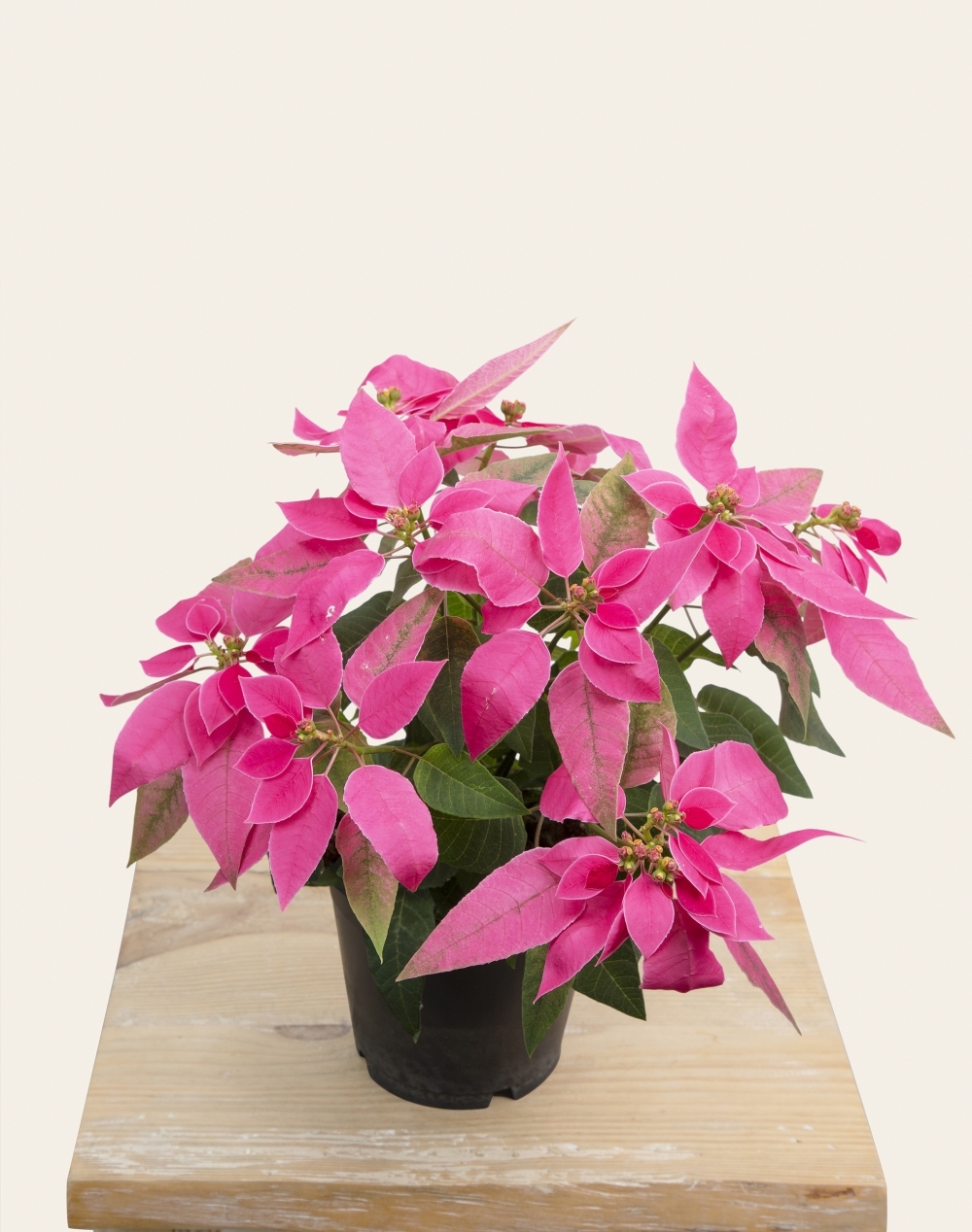 Poinsettia rose