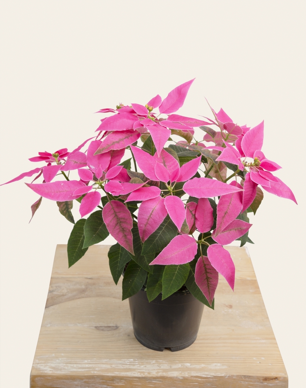Poinsettia rose