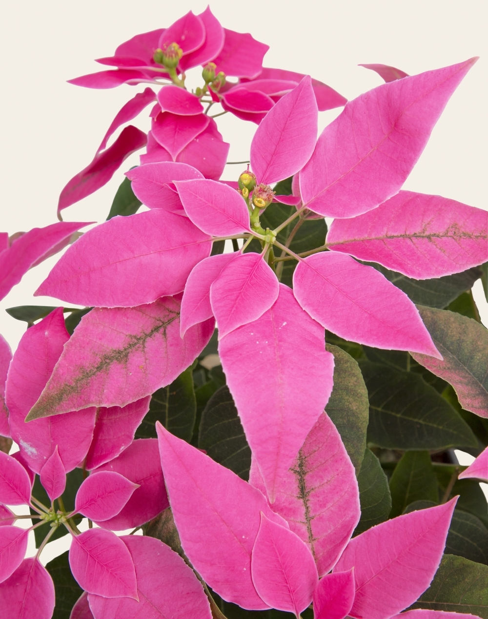 Poinsettia rose
