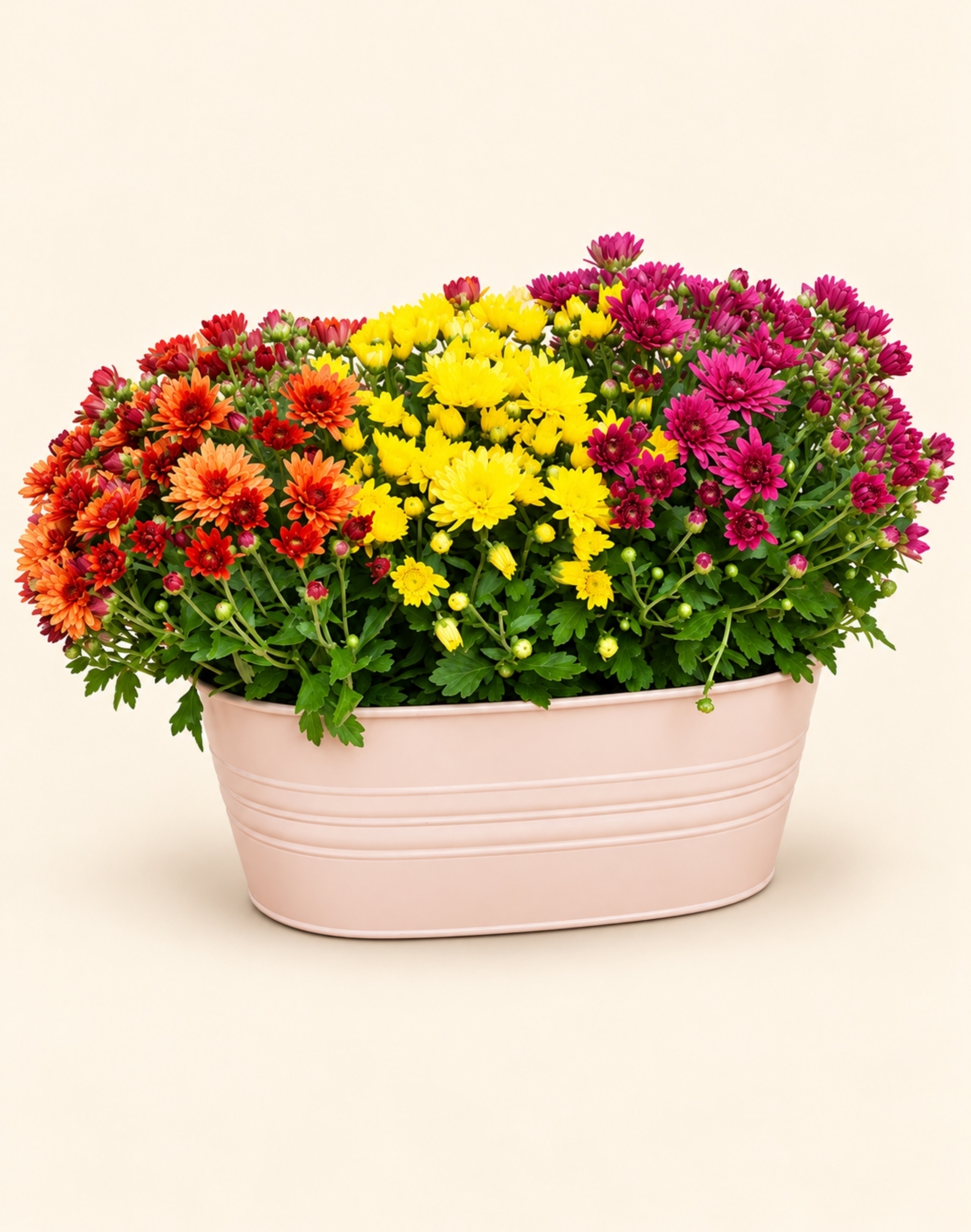 Jardinière de chrysanthèmes multicolores
