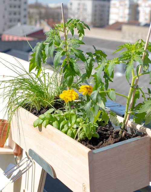Jardinière en bois et son assortiment de 6 plantes gourmandes - Tomate Basilic