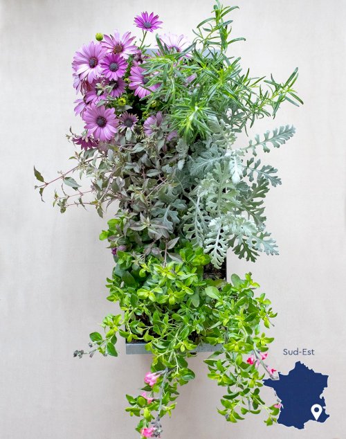 Assortiment de 6 plantes - Mi-ombre Mi-soleil