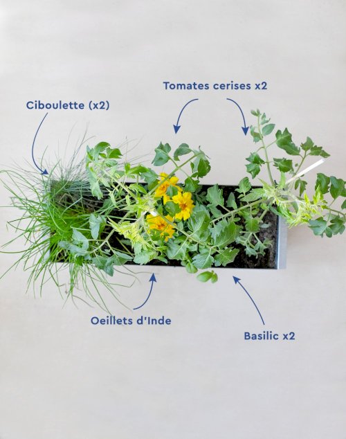 Assortiment gourmand de 6 plantes - Tomate Basilic