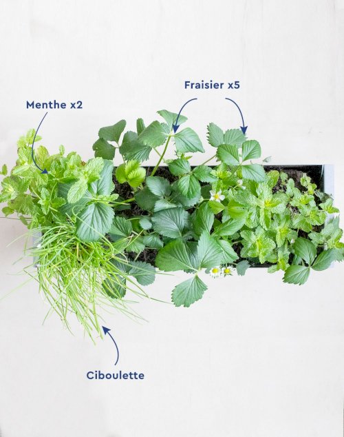 Assortiment gourmand de 8 plantes - Mojito Fraise