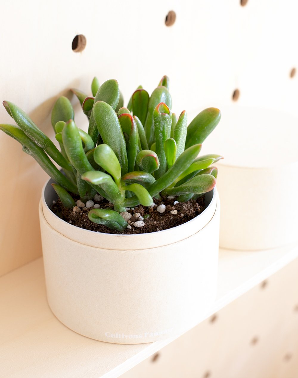 Coffret Plante Surprise