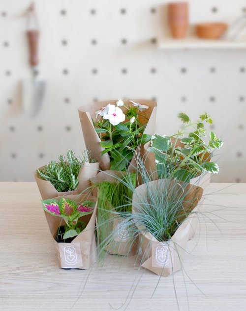 Jardinière et ses 6 plantes - Paysage de Pampa
