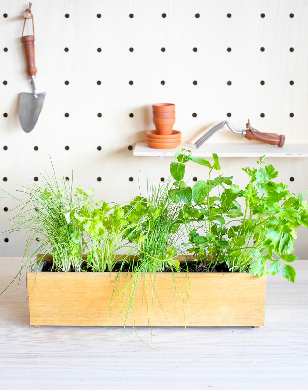 Jardinière et ses 5 plantes - Assaisonnement Salades