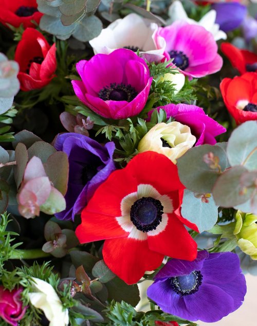 Bouquet d'exception d'Anémones