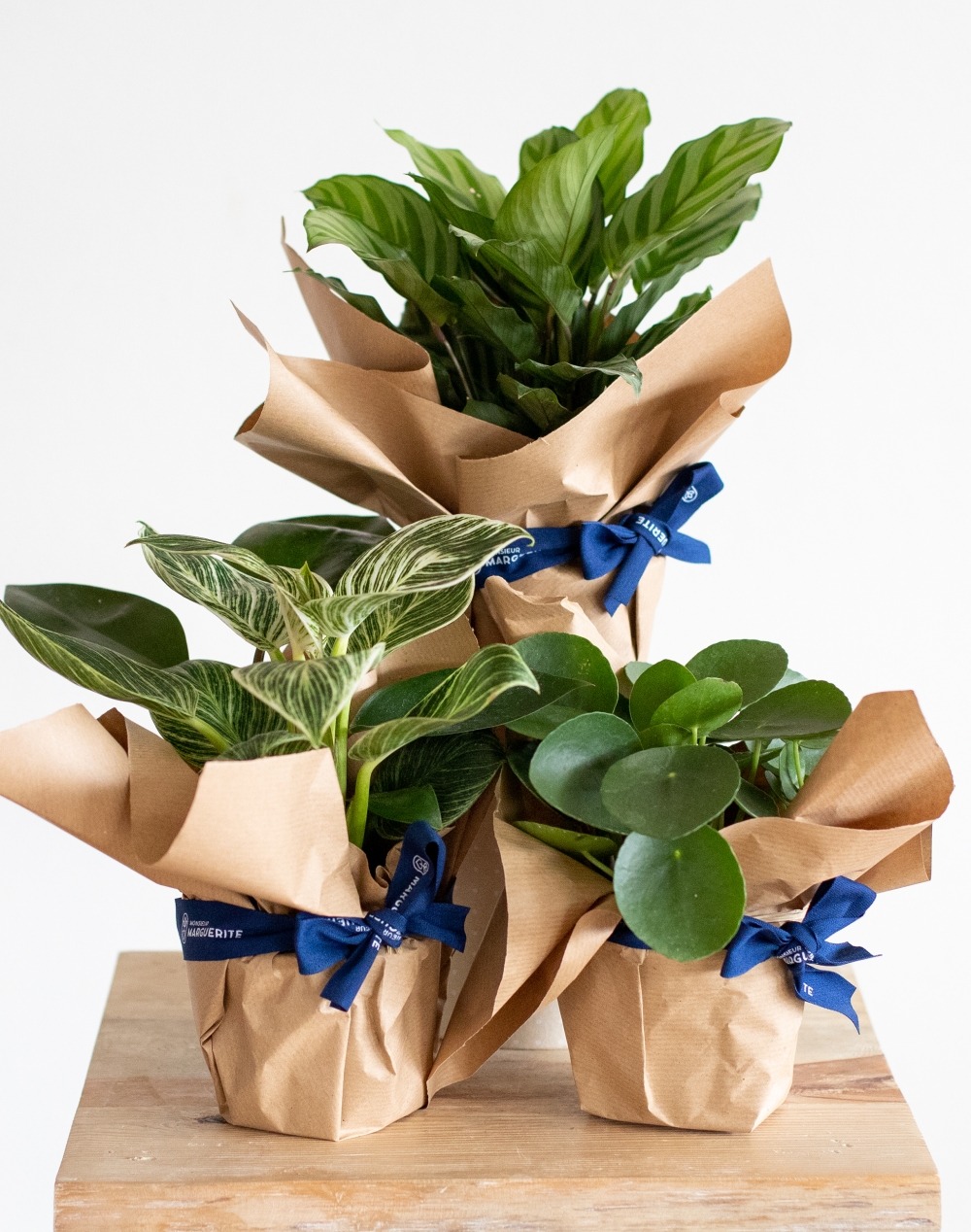 Trio de plantes vertes