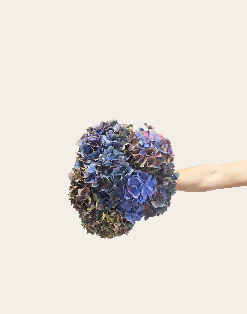 Botte d'Hortensias de Bretagne