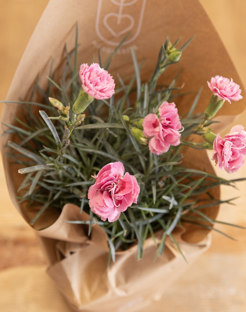 Œillet Parfumé en pot - Rose
