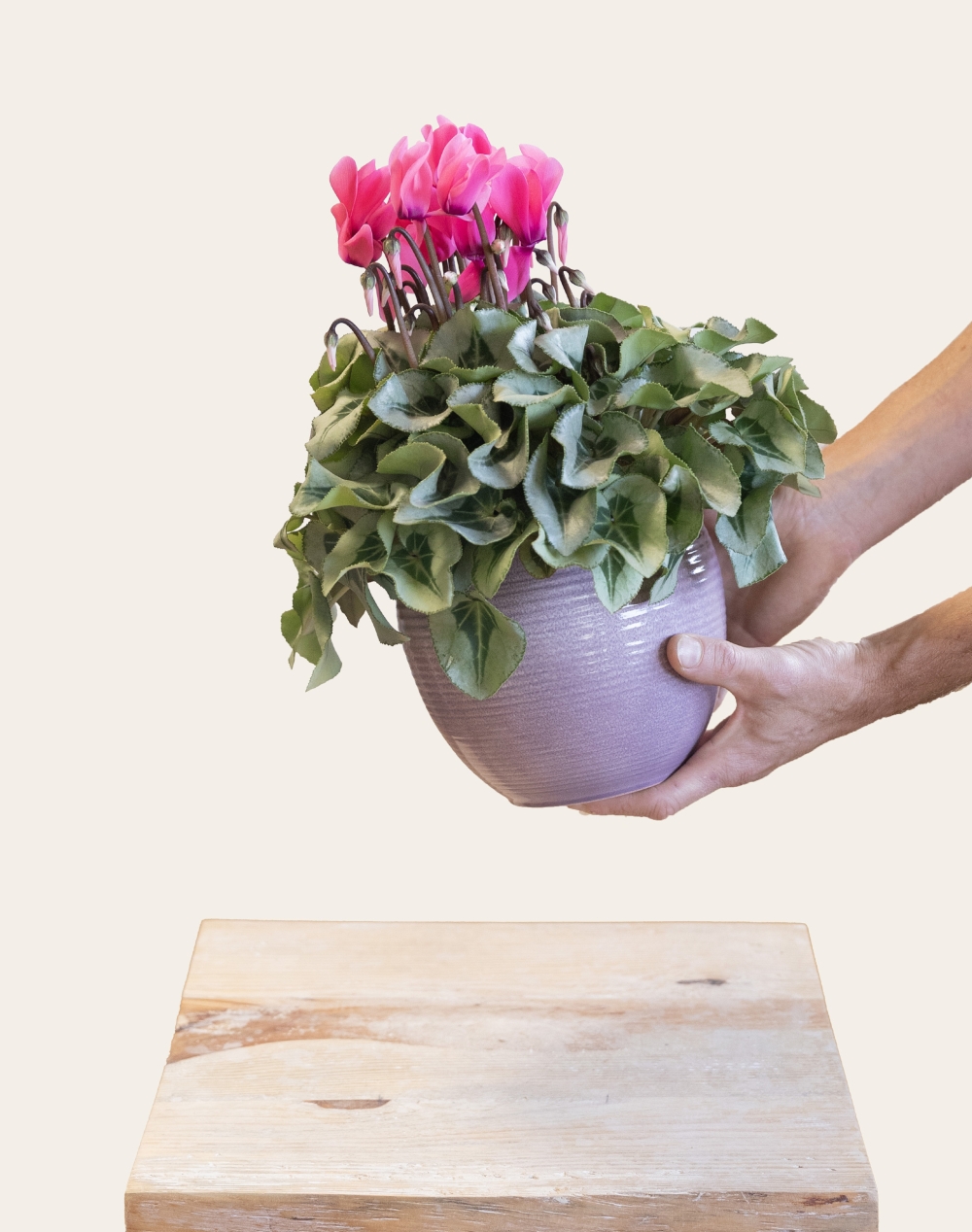 Cyclamen en pot et sa céramique