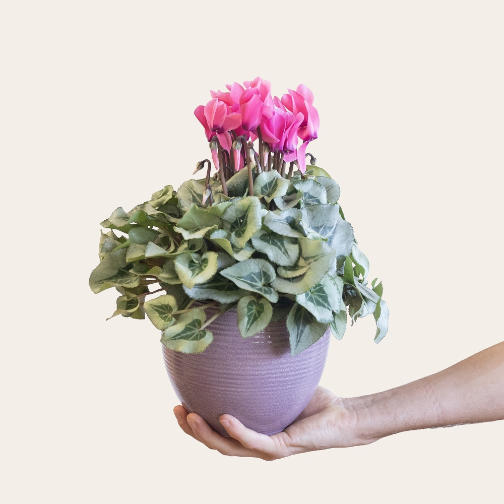 Vous souhaitez acheter des pots de fleurs d'extérieur ?