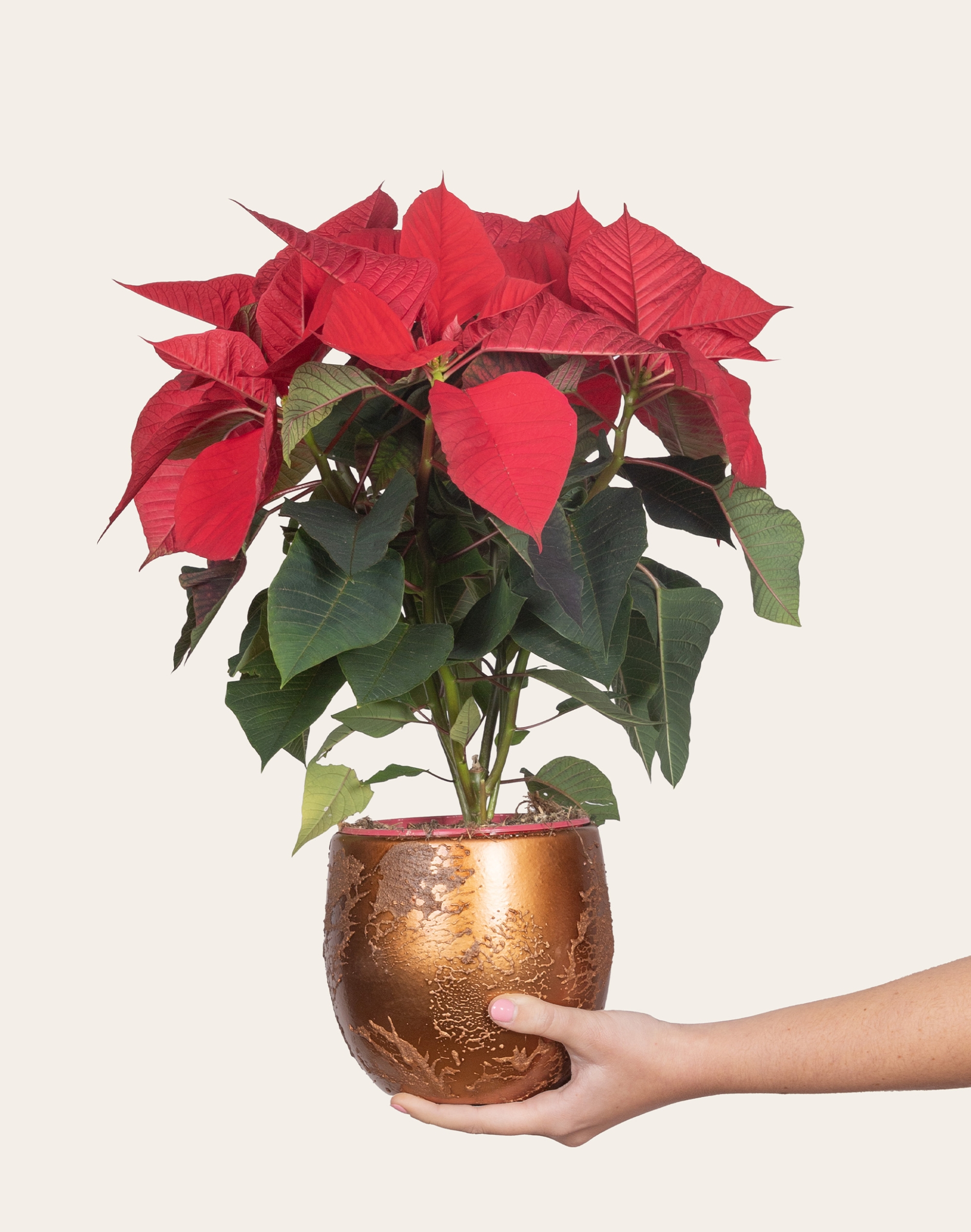 Poinsettia de Noël