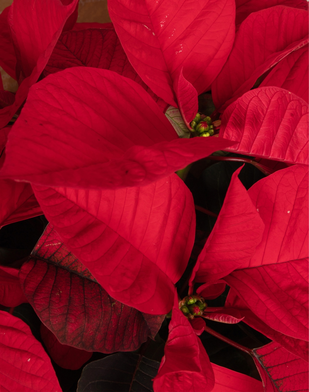 Poinsettia de Noël