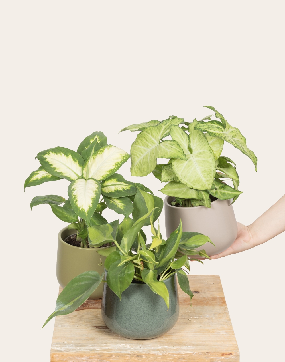 Trio de plantes vertes faciles d'entretien